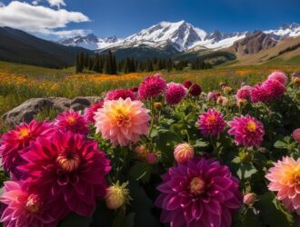 Are Dahlias Perennials In Colorado?