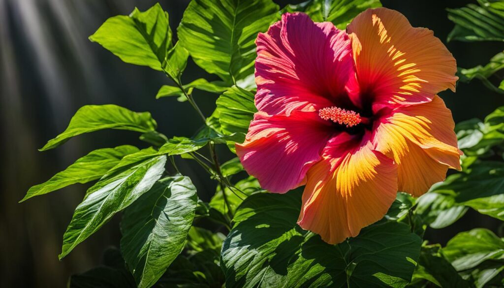 Hibiscus plants