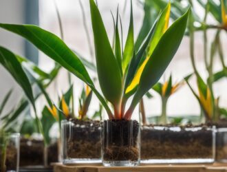 How To Grow Bird Of Paradise From Cuttings