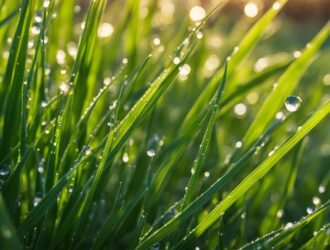 How To Make St Augustine Grass Grow Fast