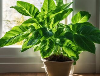 How to Determine the Right Light for Your Indoor Plants