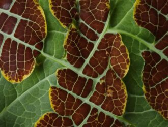 How to Diagnose and Treat Yellowing Leaves on Houseplants