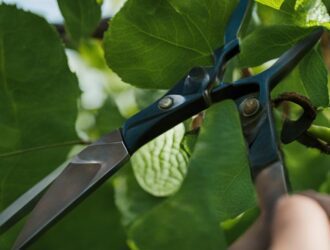 How to Prune Fruit Trees for Maximum Yield