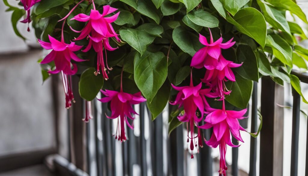 fuchsia plants