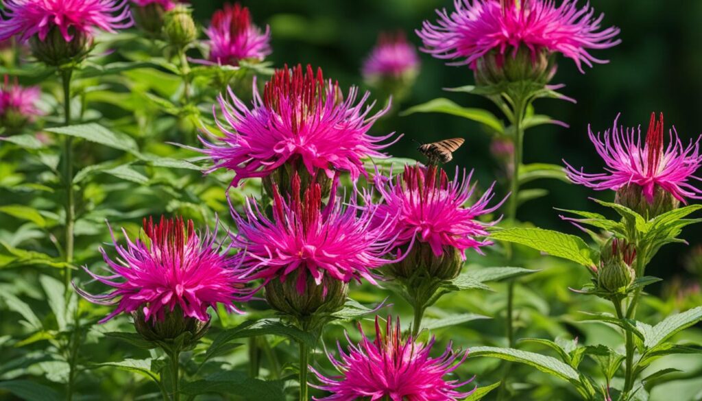 Bee Balm