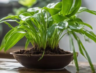 Best Practices for Managing Over or Underwatered Houseplants