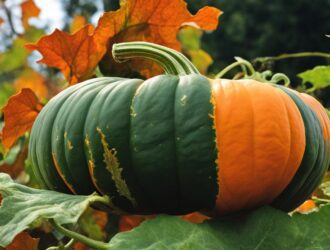 How To Grow Cinderella Pumpkins