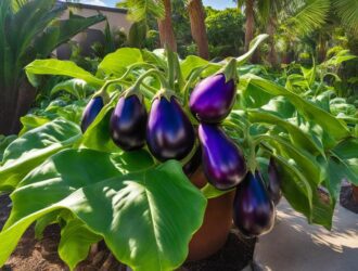 How To Grow Eggplant In Florida