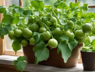 How To Grow Tomatillos In Containers