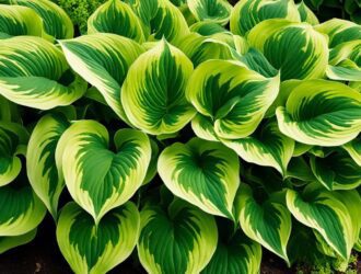 How To Make Hostas Grow Bigger