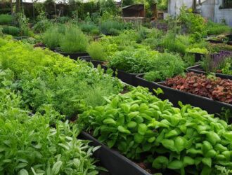 How to Avoid Common Mistakes in Herb Gardening