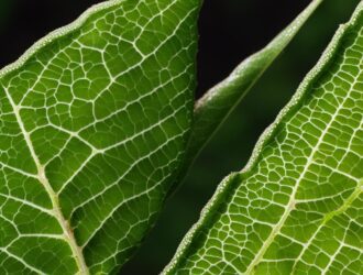 How to Diagnose Fungal Infections in Plants