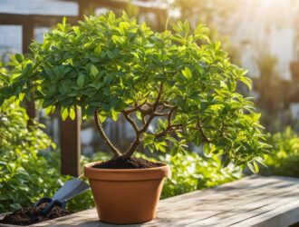How to Grow Shrubs in Containers