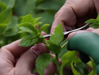 How to Propagate Berry Plants from Cuttings