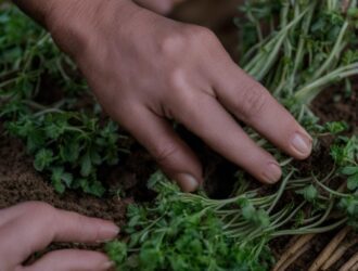 How to Propagate Herbs Effectively
