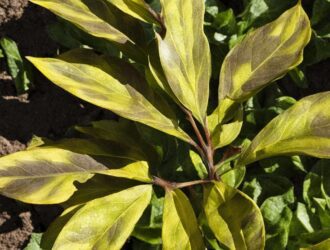 Recognizing Early Signs of Disease in Garden Plants