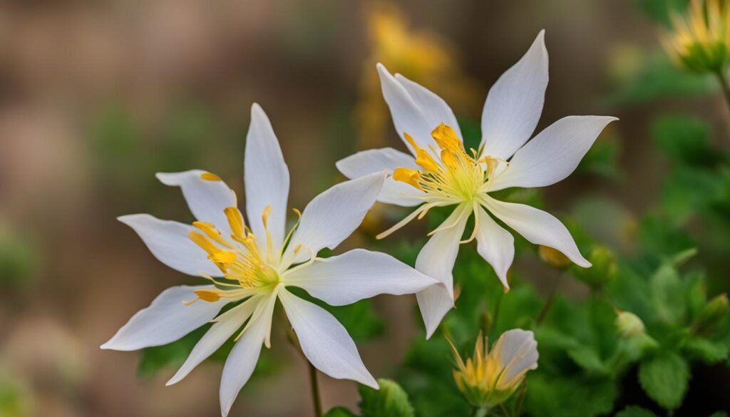 Texas Gold Columbine image