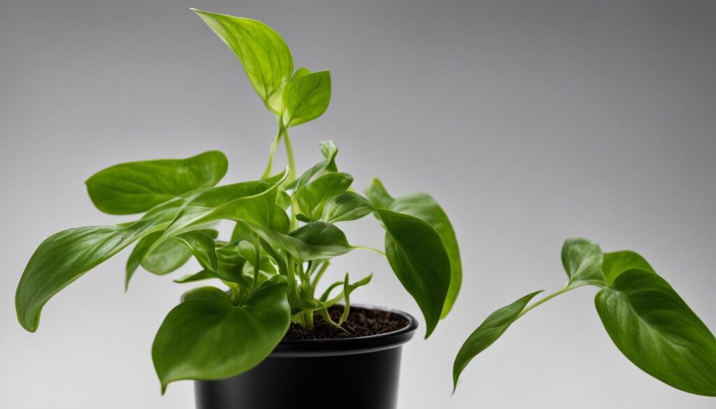 Tips for Faster Pothos Growth