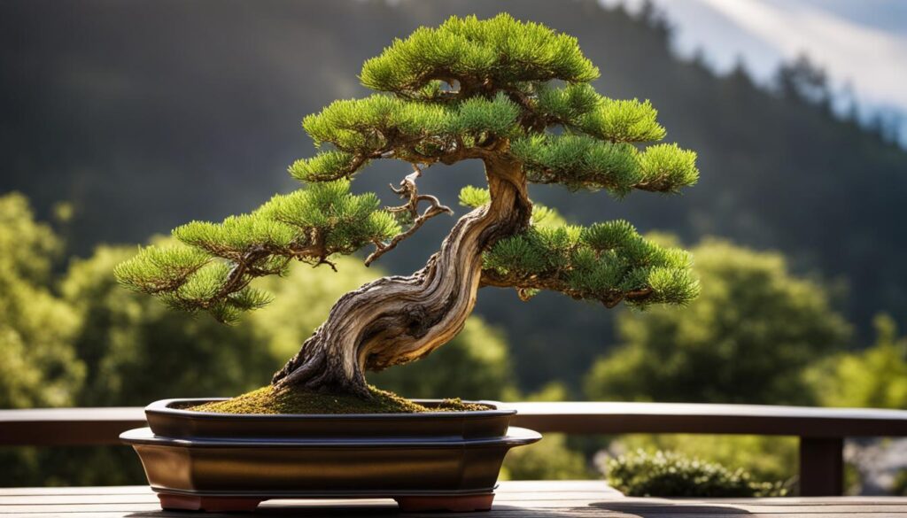 juniper bonsai trees
