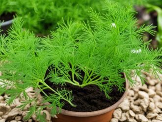 How To Grow Dill From Cuttings