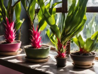 How To Grow Dragon Fruit Indoors