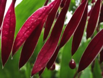 How To Grow Jamaican Sorrel