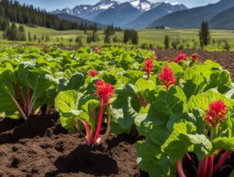 How To Grow Rhubarb In Colorado