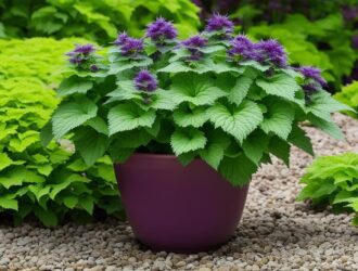 Is Shiso a Perennial?