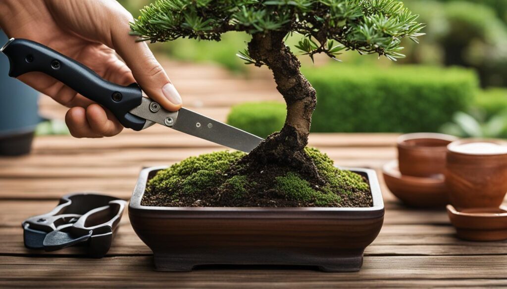 bonsai tree maintenance