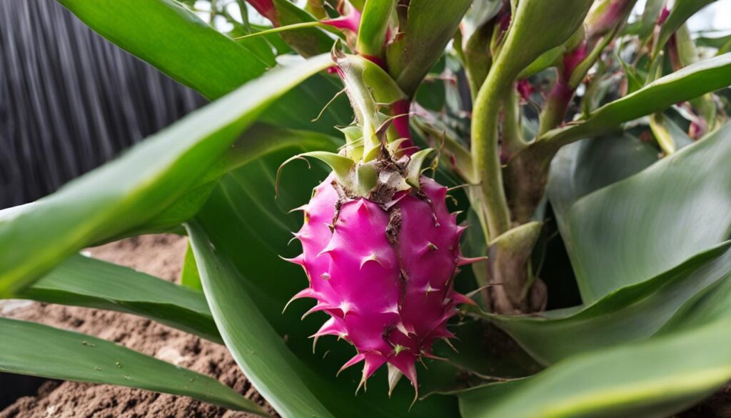 container for dragon fruit