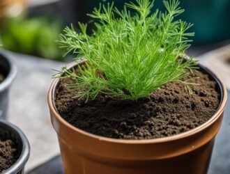 How To Grow Dill In Containers