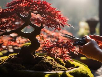 how to prune japanese maple bonsai