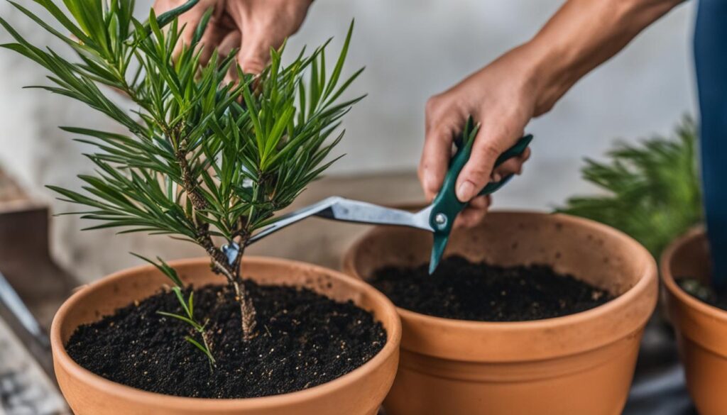 propagating Podocarpus