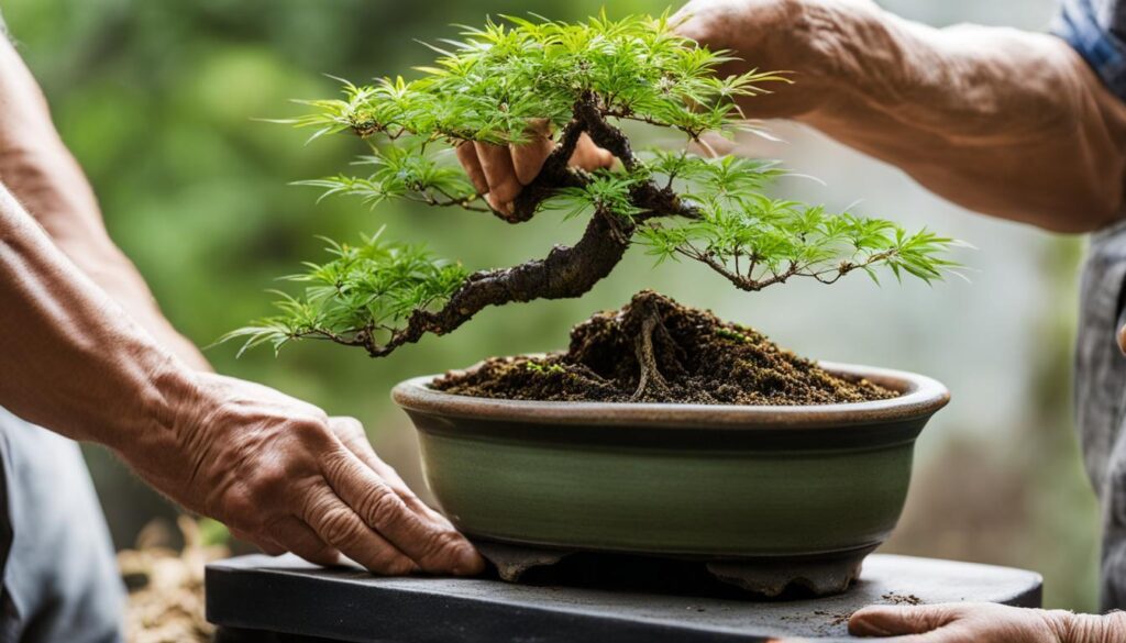 repotting Japanese maple bonsai