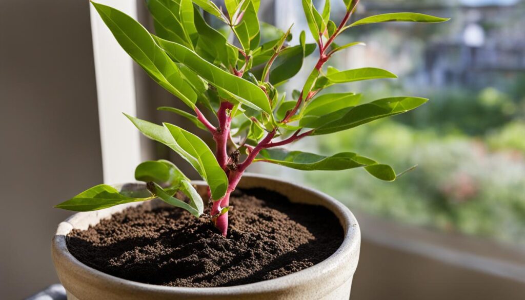 successful crepe myrtle propagation