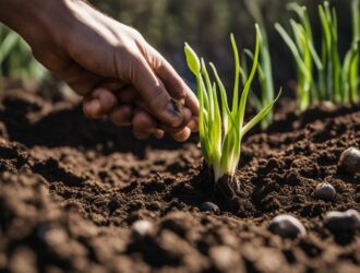 How To Grow Green Garlic