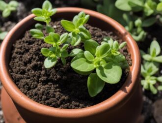 How To Grow Mexican Oregano