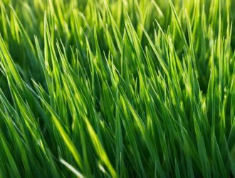 Is Bermuda Grass a Perennial or Annual?