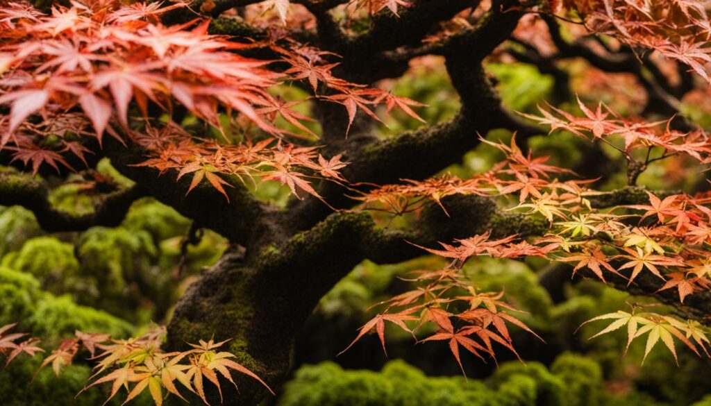 Propagation and Pests/Diseases of Japanese Maple Bonsai