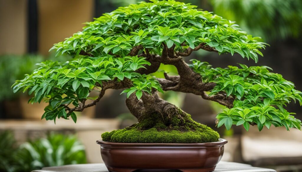 money tree bonsai