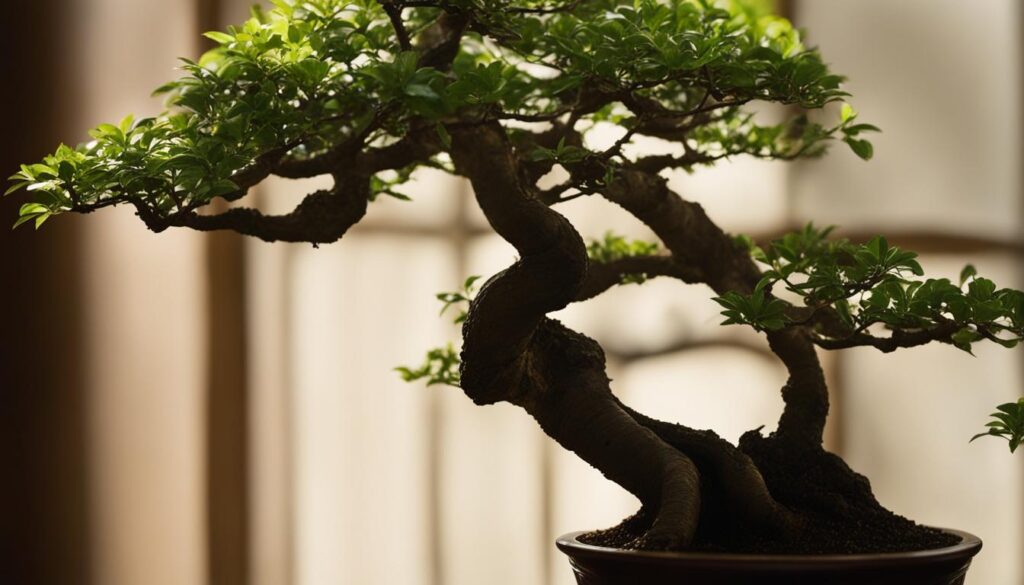 Chinese Elm bonsai tree