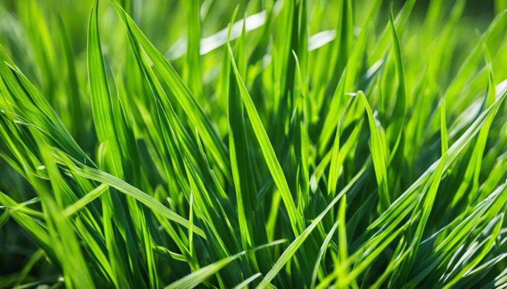 growing fescue grass