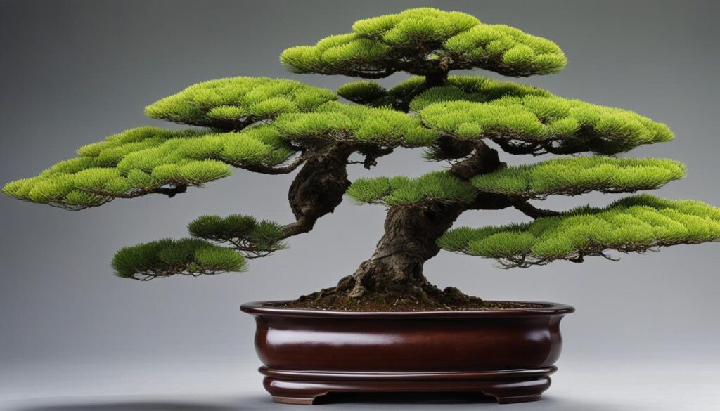 coniferous bonsai tree