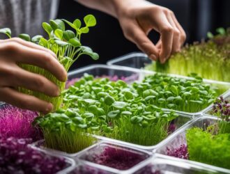 How To Grow Microgreens Without Soil