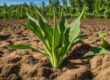 How To Grow Okra In Texas