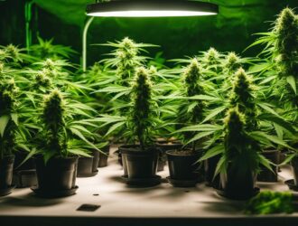How To Grow Sour Diesel