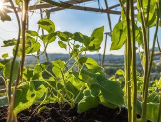 How To Grow Asparagus Beans