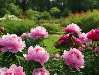 How To Grow Peonies In Texas