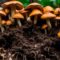 can i compost mushrooms