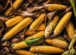 can you compost corn cobs